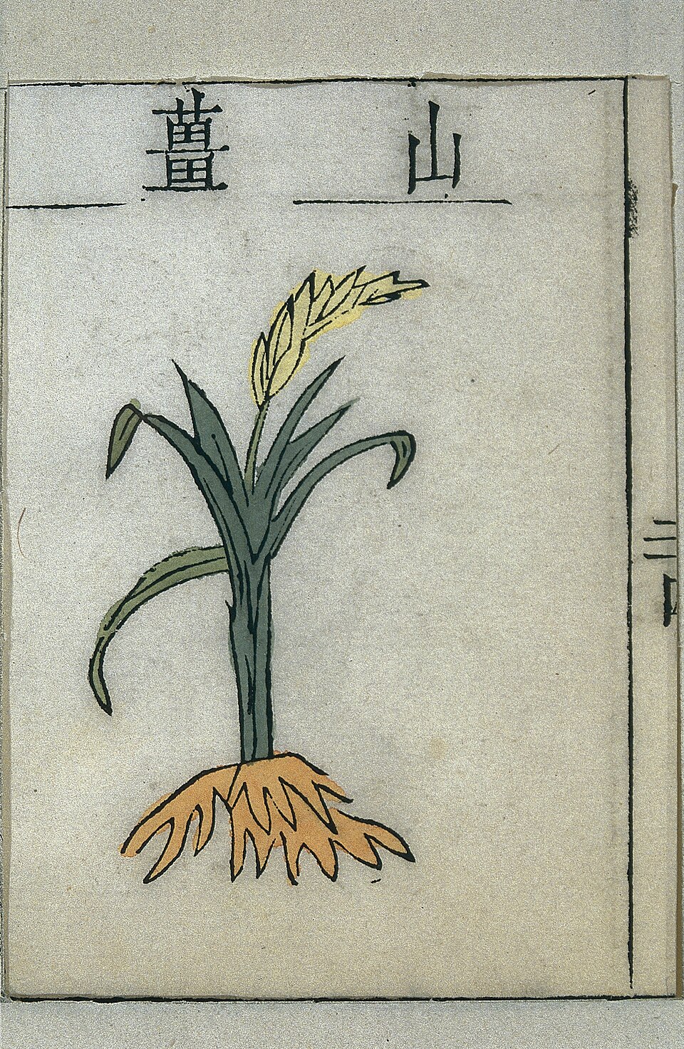 Alpinia globosa