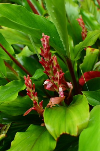 Alpinia japonica (Shan jiang) — photo