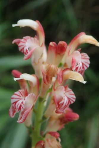 Alpinia japonica (Shan jiang) — photo