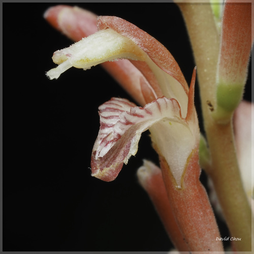 Alpinia japonica