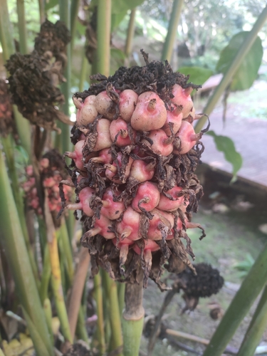 Alpinia javanica — photo