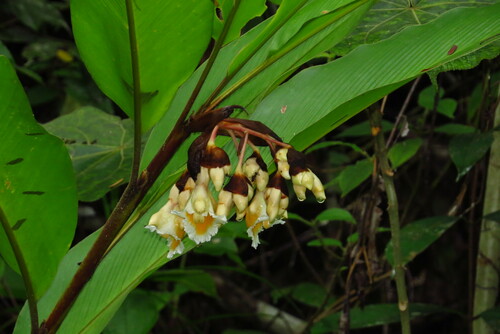 Alpinia javanica