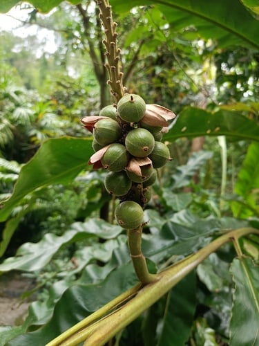 Alpinia kwangsiensis