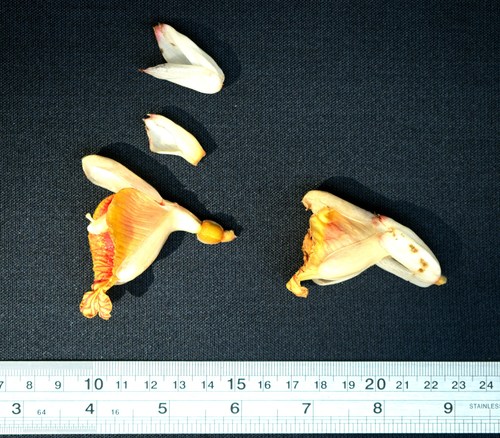 Alpinia malaccensis (Malacca galangal) — photo