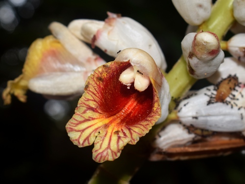 Alpinia malaccensis (Malacca galangal) — photo