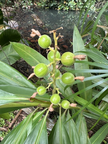 Alpinia mutica (False cardamom ginger) — photo