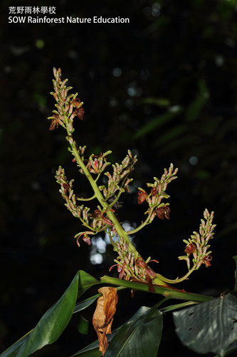 Alpinia nieuwenhuizii (Terebak) — photo