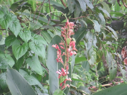 Alpinia nigra (Black galangal) — photo