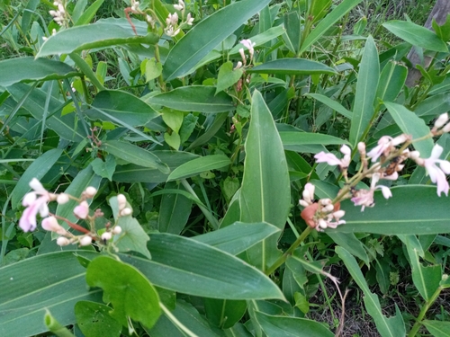 Alpinia nigra