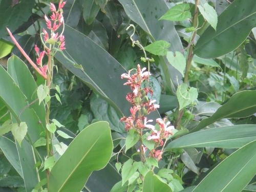 Alpinia nigra (Black galangal) — photo