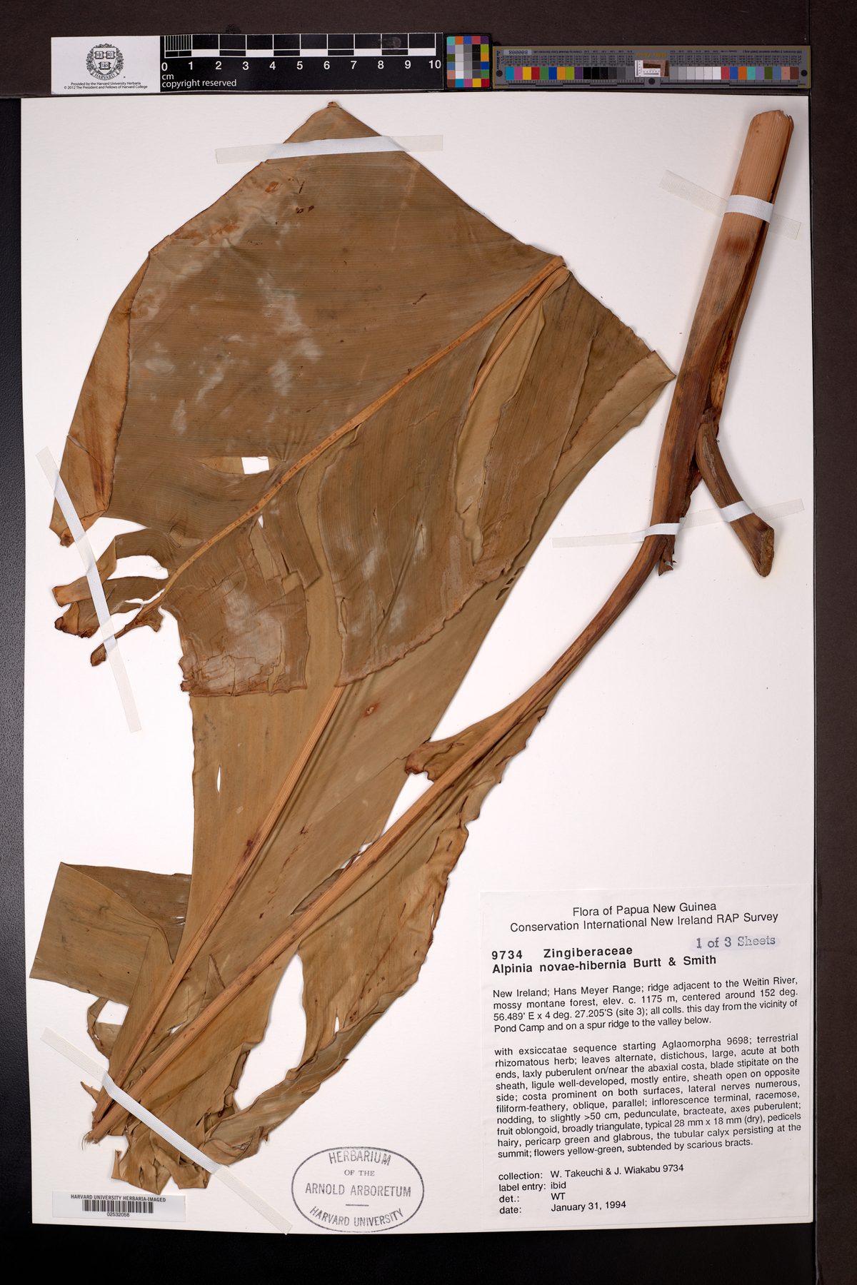 Alpinia novae-hiberniae — photo