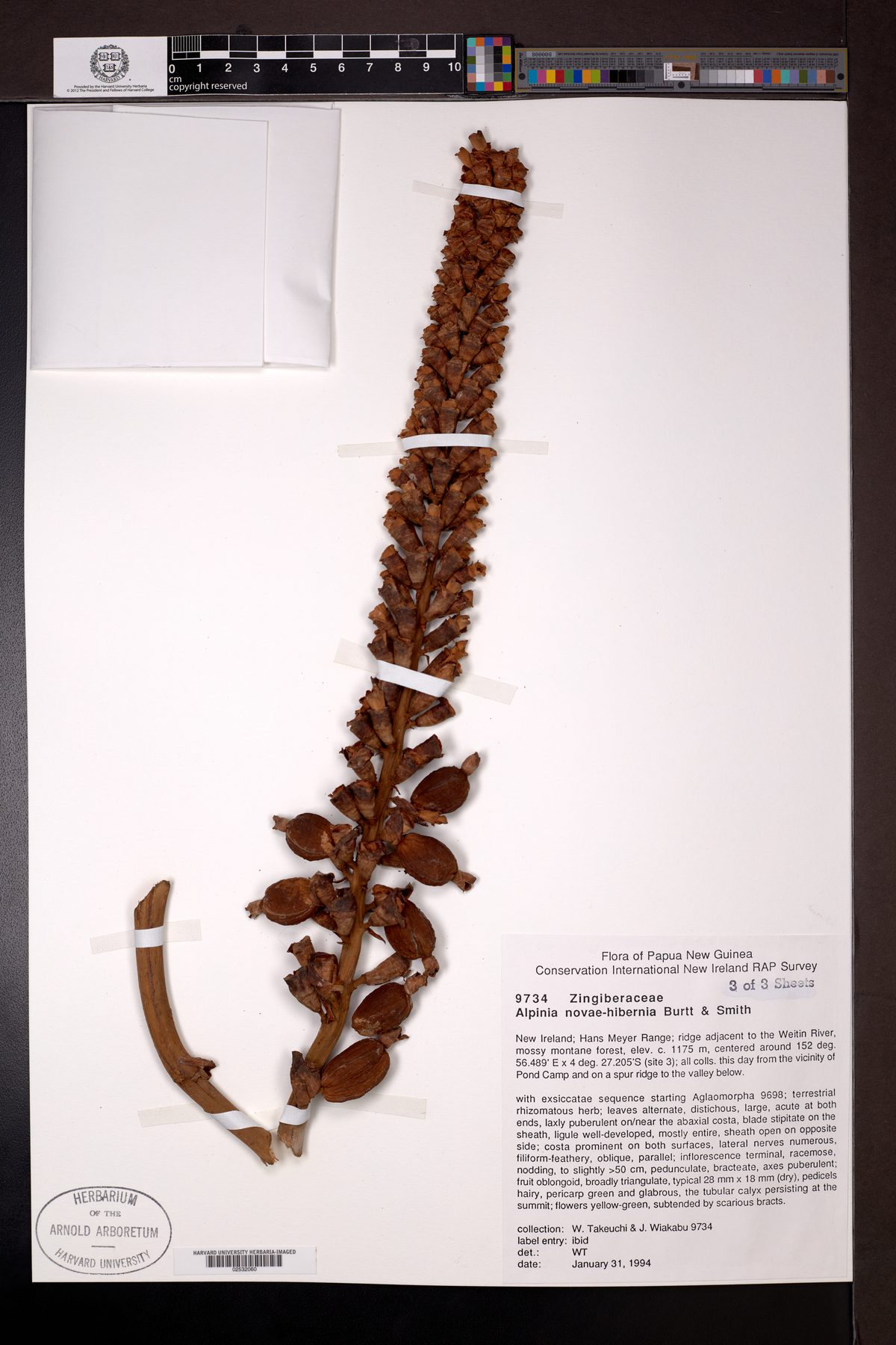 Alpinia novae-hiberniae — photo