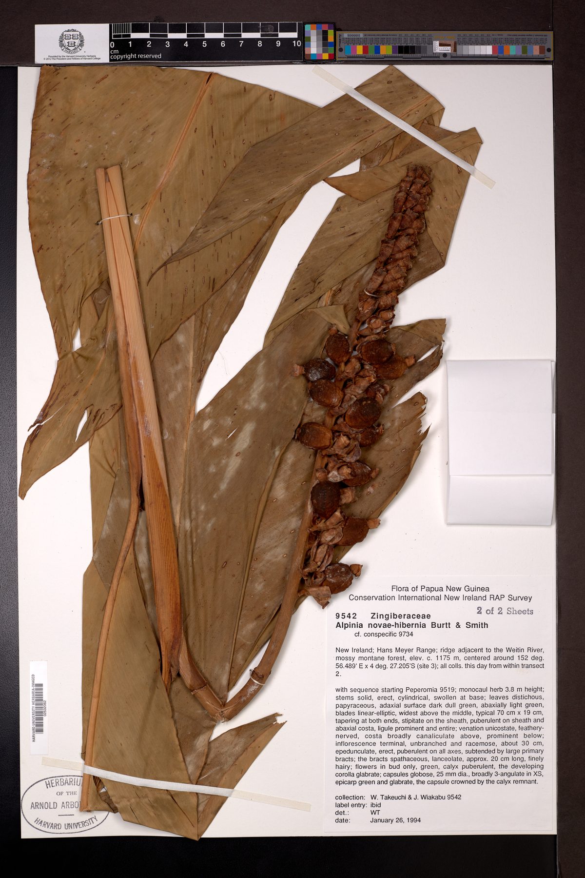 Alpinia novae-hiberniae