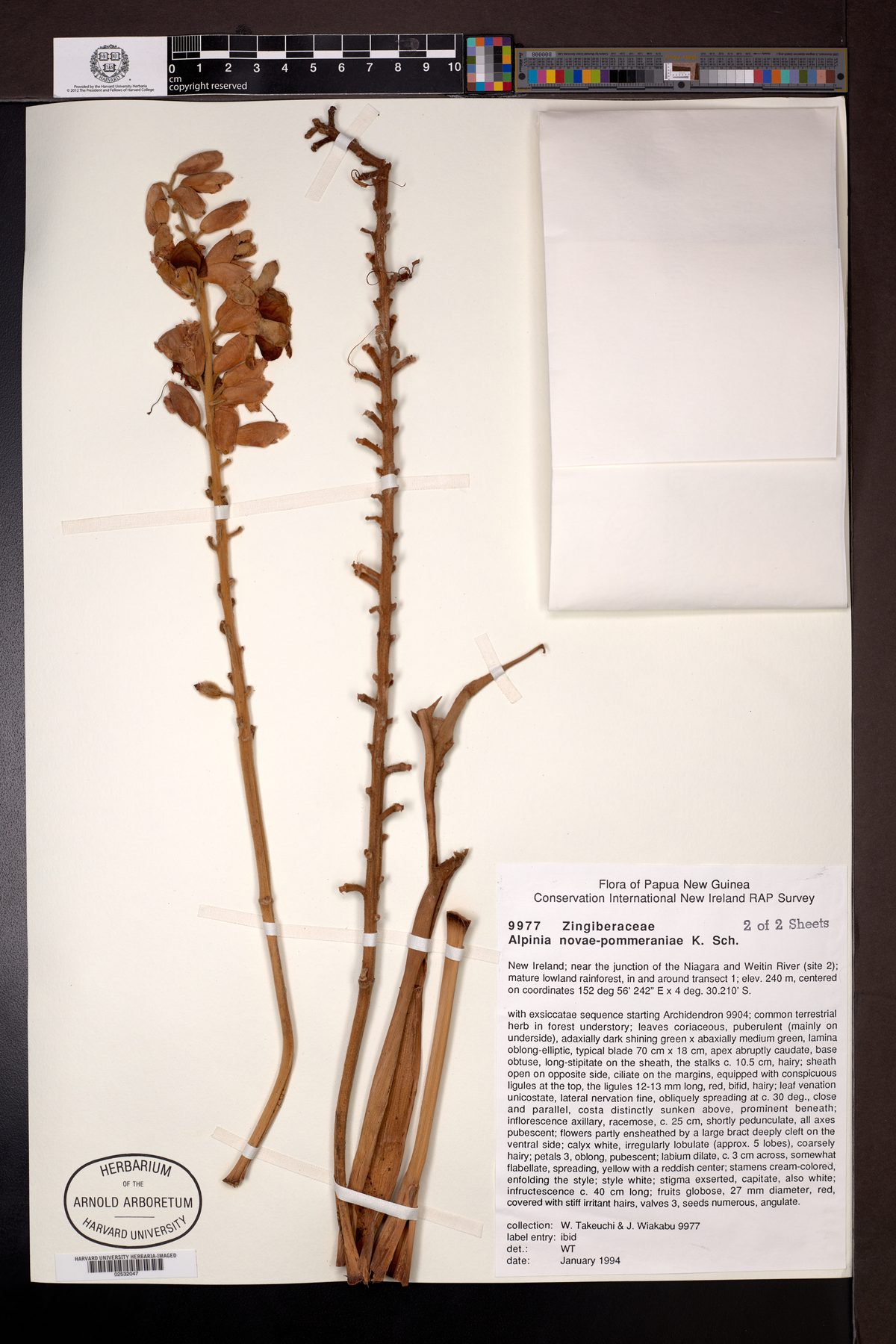 Alpinia novae-pommeraniae — photo