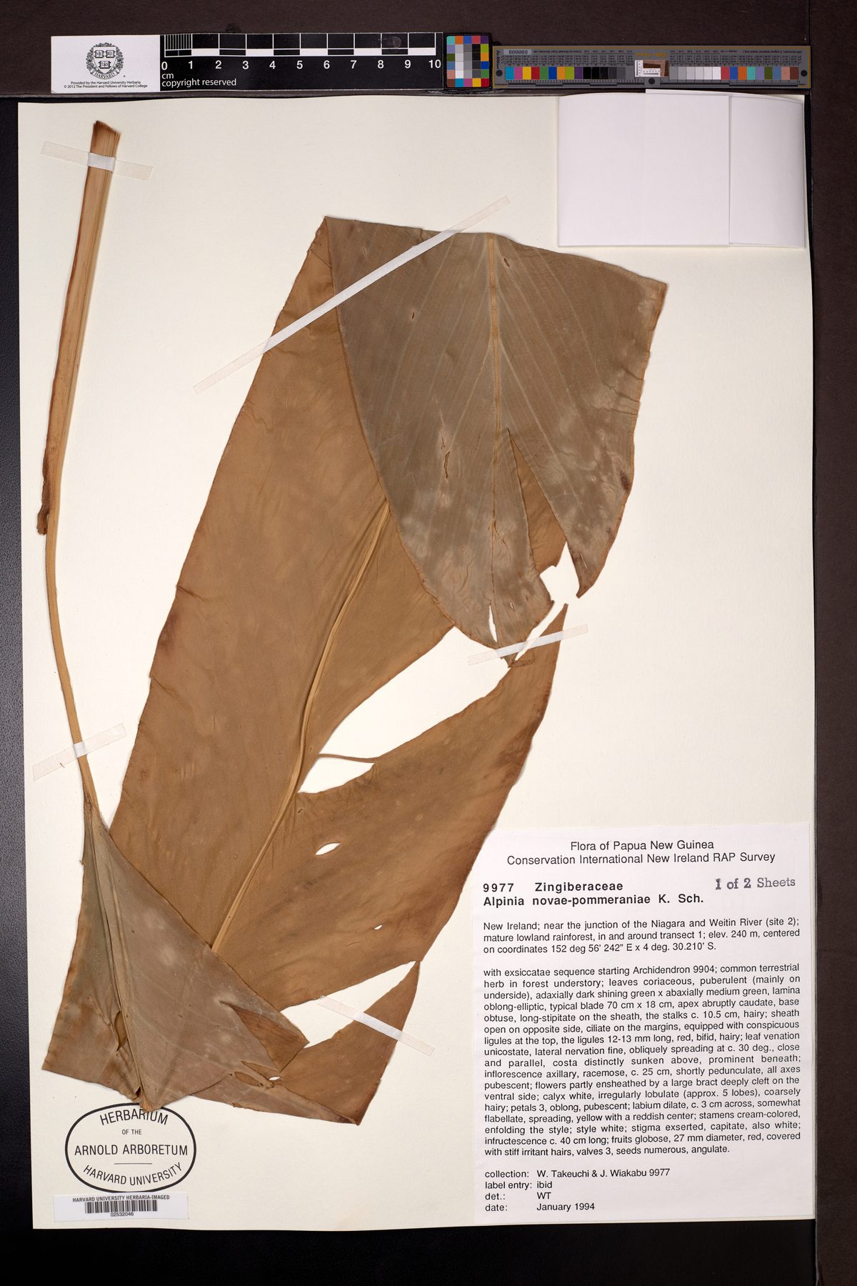 Alpinia novae-pommeraniae