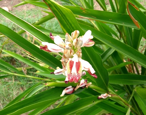 Alpinia officinarum (Lesser galangal) — photo