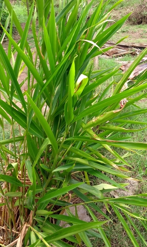 Alpinia officinarum (Lesser galangal) — photo