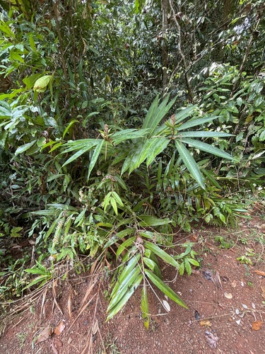 Alpinia oxymitra — photo