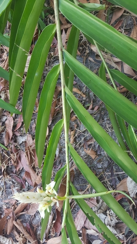Alpinia oxymitra — photo