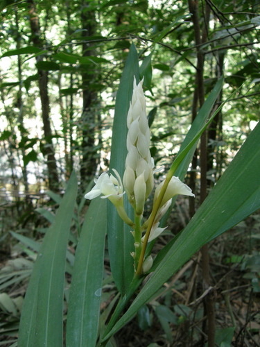 Alpinia oxymitra