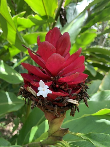 Alpinia purpurata (Red ginger) — photo