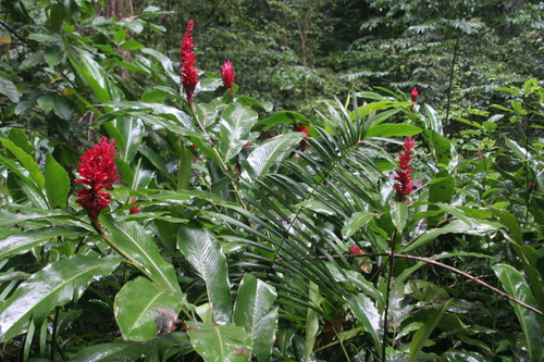 Alpinia purpurata (Red ginger) — photo