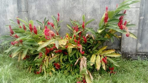 Alpinia purpurata