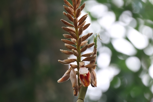 Alpinia roxburghii — photo