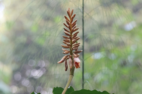 Alpinia roxburghii