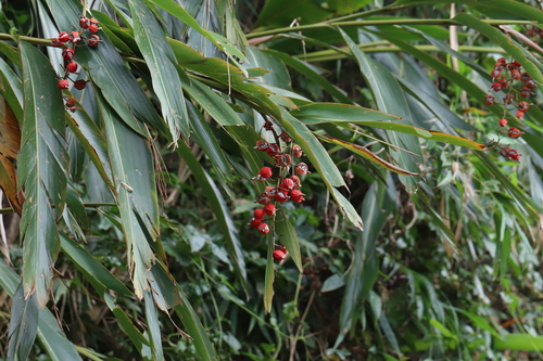 Alpinia zerumbet (Shell ginger) — photo