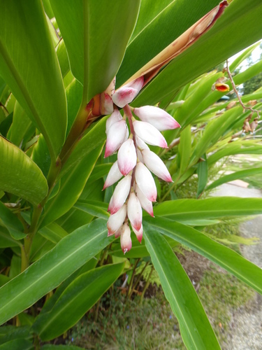 Alpinia zerumbet (Shell ginger) — photo