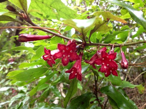 Alseuosmia macrophylla (Karapapa) — photo