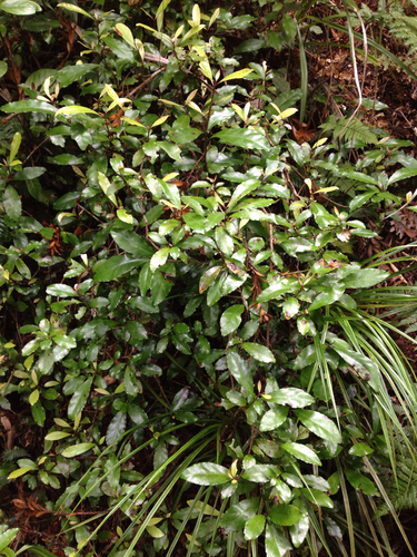 Alseuosmia macrophylla (Karapapa) — photo
