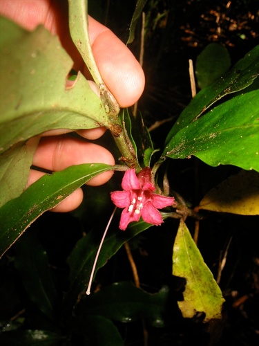 Alseuosmia macrophylla