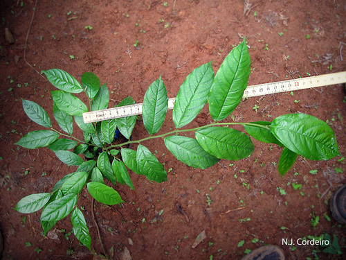 Alsodeiopsis schumannii — photo