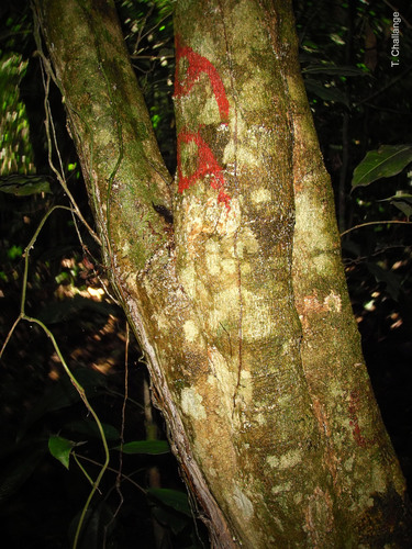 Alsodeiopsis schumannii — photo