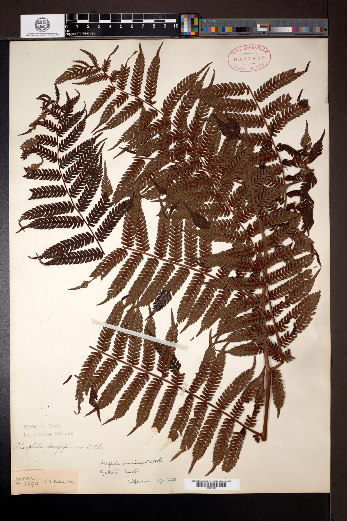 Alsophila amboinensis — photo