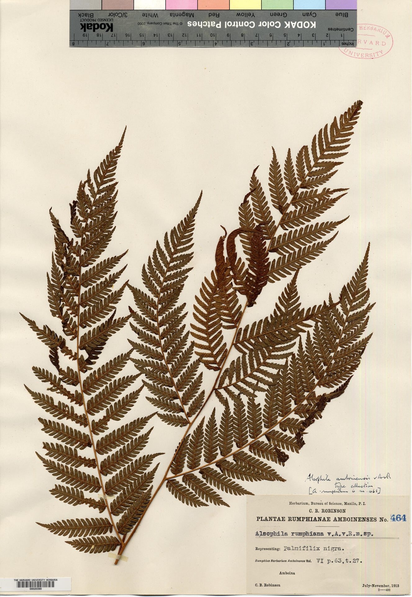 Alsophila amboinensis
