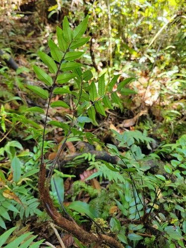 Alsophila biformis