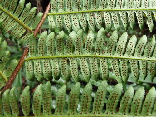 Alsophila camerooniana — photo