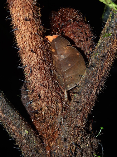 Alsophila cuspidata — photo