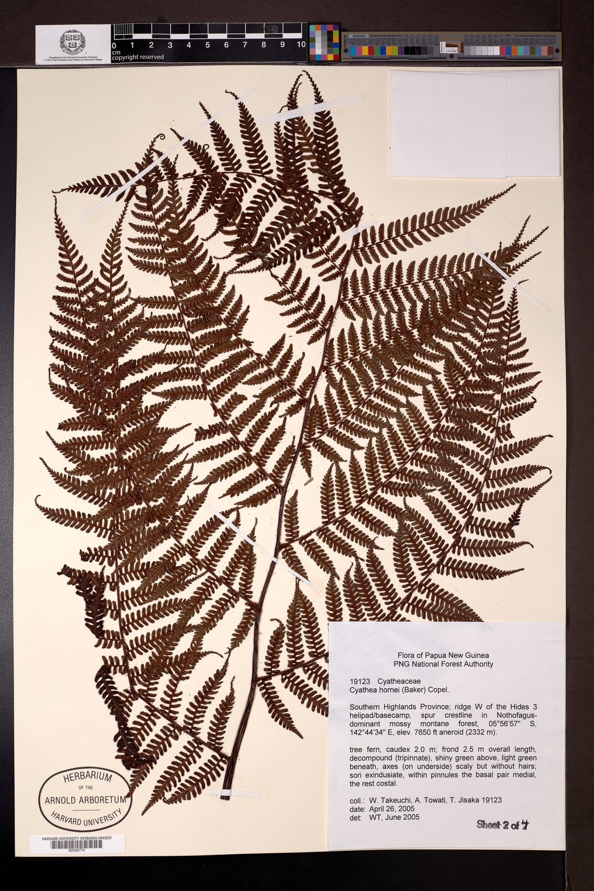 Alsophila hornei