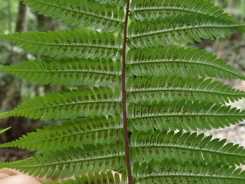 Alsophila leichhardtiana (Prickly tree fern) — photo