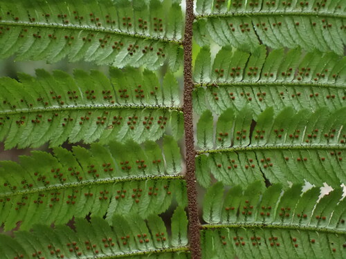 Alsophila leichhardtiana (Prickly tree fern) — photo