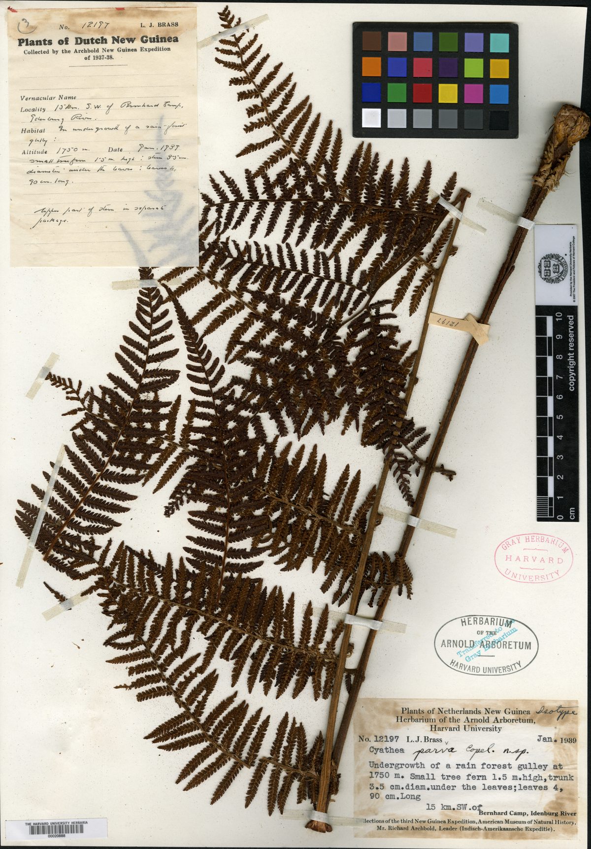 Alsophila micra
