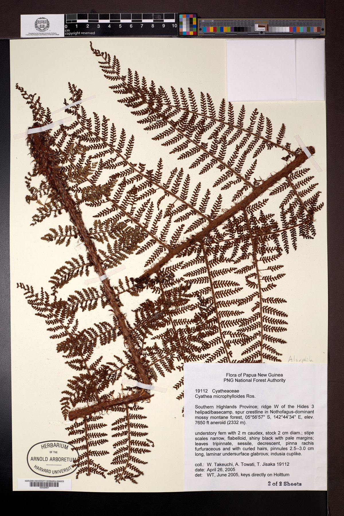 Alsophila microphylloides — photo