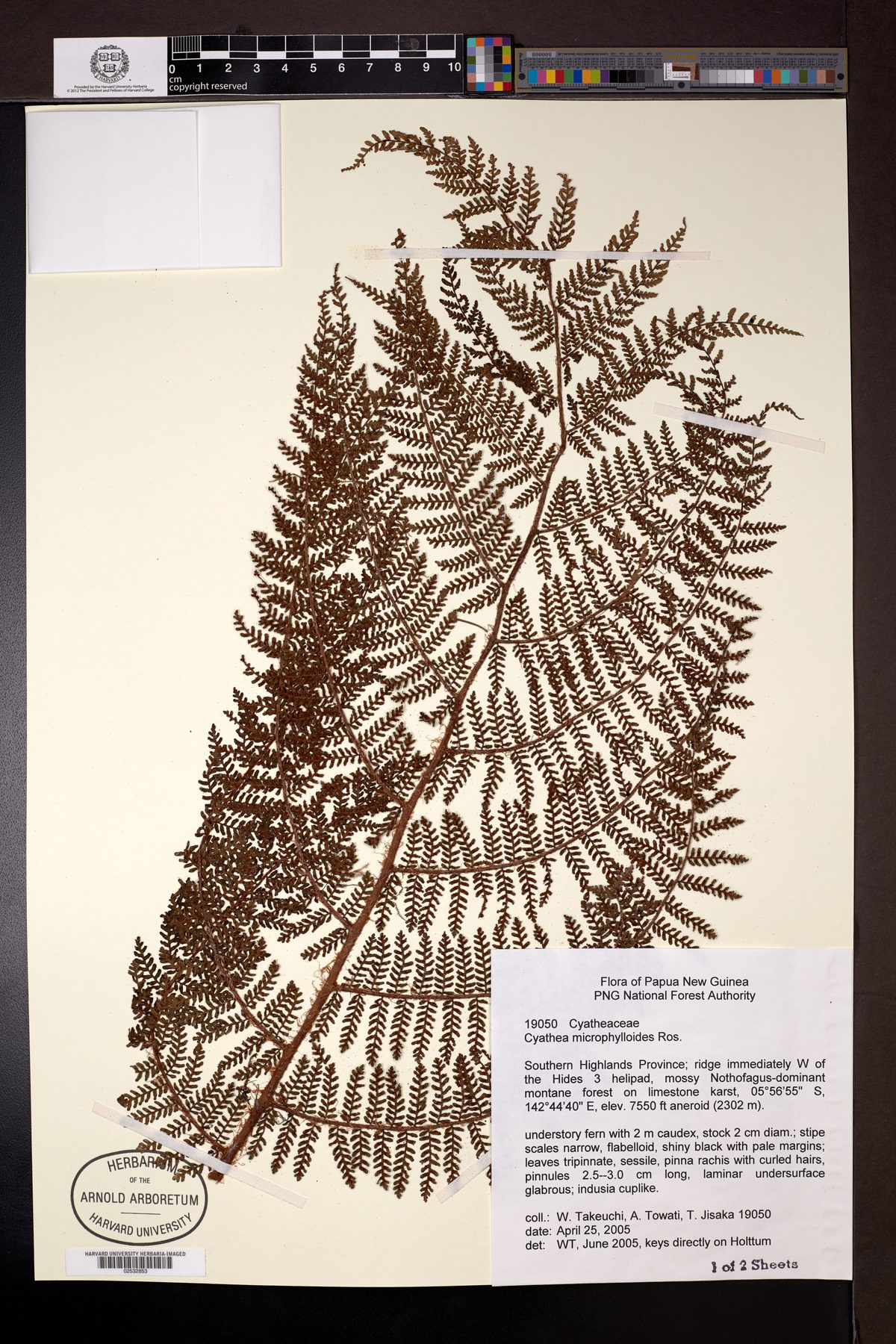 Alsophila microphylloides — photo