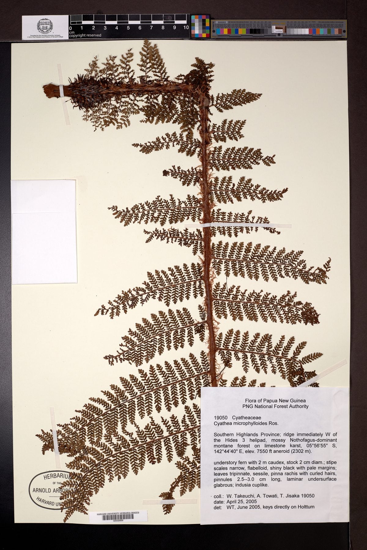 Alsophila microphylloides