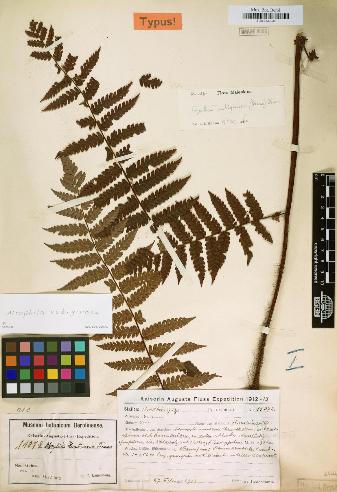 Alsophila rubiginosa (Tree fern) — photo