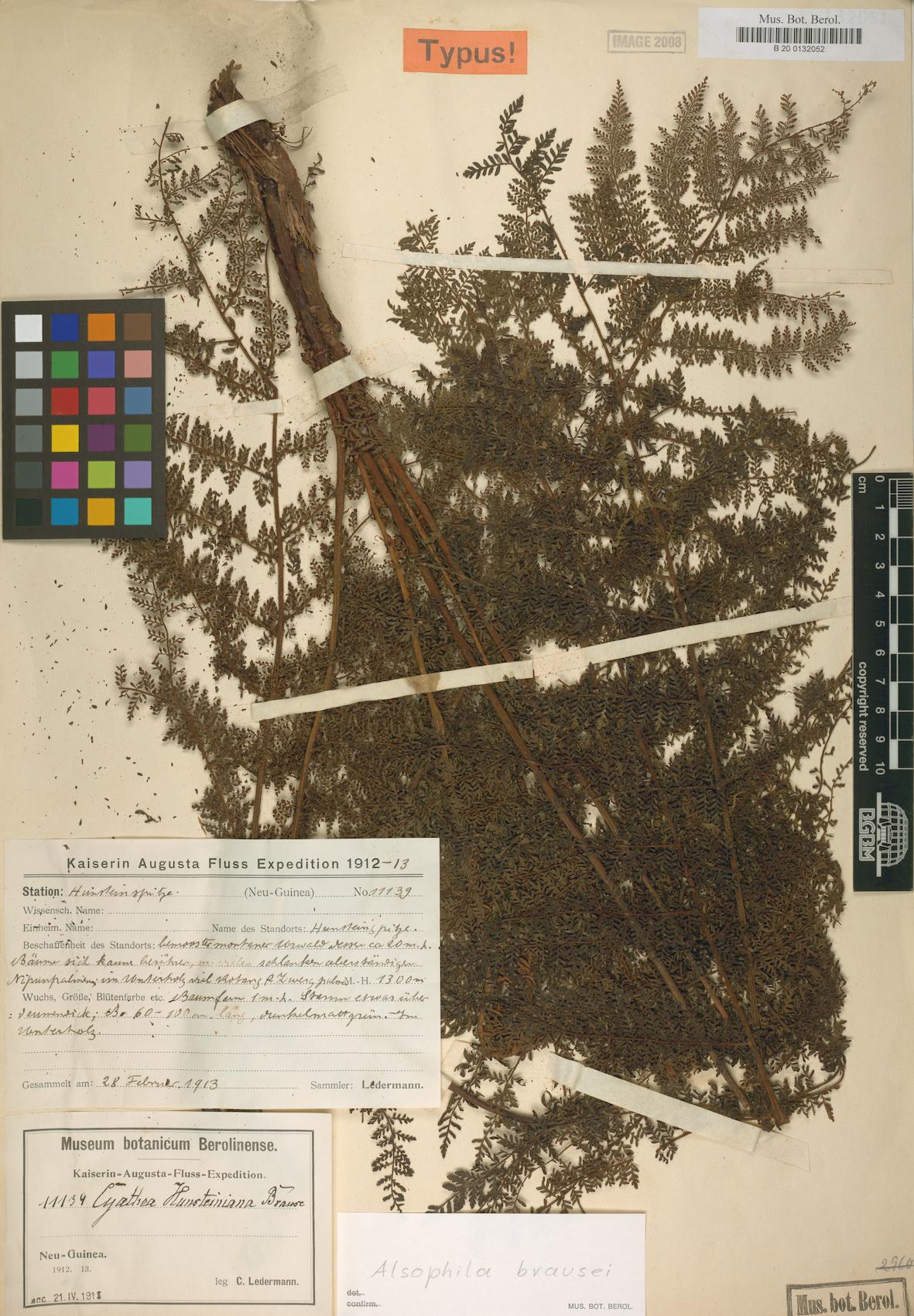 Alsophila rubiginosa (Tree fern) — photo